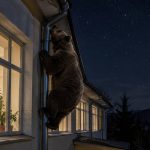 Через водосточную трубу в школу Приангарья пытался проникнуть медведь