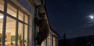 Через водосточную трубу в школу Приангарья пытался проникнуть медведь