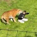 В зоопарке Британии тигры убили мужчину, решившего поиграть с хищниками