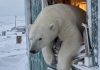 Из-за пышного зада белый медведь застрял в окне на мысе Челюскин, убегая от людей