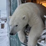 Из-за пышного зада белый медведь застрял в окне на мысе Челюскин, убегая от людей