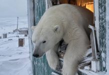 Из-за пышного зада белый медведь застрял в окне на мысе Челюскин, убегая от людей