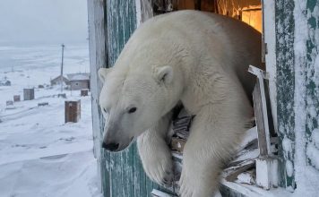 Из-за пышного зада белый медведь застрял в окне на мысе Челюскин, убегая от людей