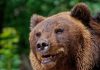 С января в Хабаровском крае зафиксировали свыше 70 случаев выхода медведей