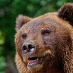 С января в Хабаровском крае зафиксировали свыше 70 случаев выхода медведей