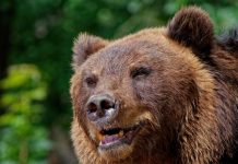 С января в Хабаровском крае зафиксировали свыше 70 случаев выхода медведей