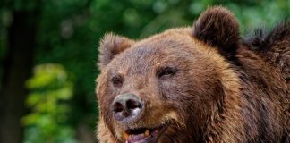 С января в Хабаровском крае зафиксировали свыше 70 случаев выхода медведей