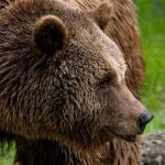 Нападения медведей в Приангарье закончились смертью двух человек