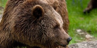 Нападения медведей в Приангарье закончились смертью двух человек