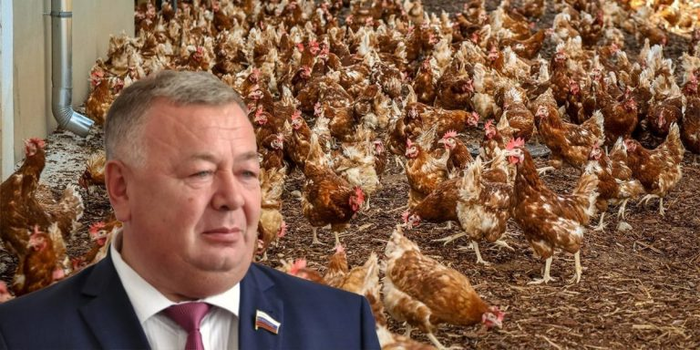 «Надрезать крылья»: какую судьбу бывший-член сената Николаев готовит «Чувашскому бройлеру»?