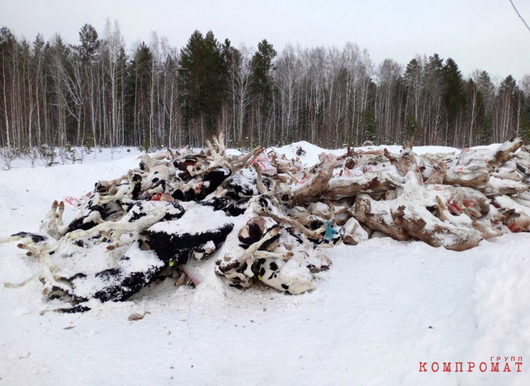 &laquo;Экоцентр&raquo; превращает Зауралье в скотомогильник. Тонны биоотходов утилизируют фирмы со шлейфом претензий от надзоров