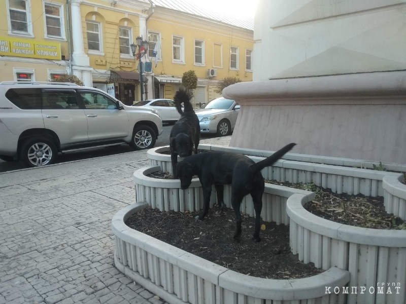 В коттедже парламентария кочевых псов нет: Куда в Астрахани разделяй 10-ки миллионов, которые были выделены на борьбу с собаками-каннибалами