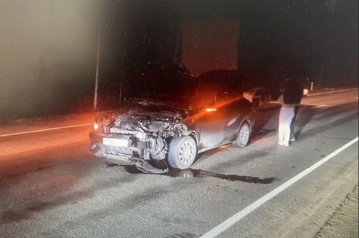 Автомобиль насмерть сбил медведя в Братском районе