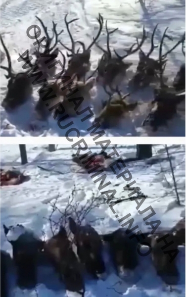 "Спрут" в органах ФСБ