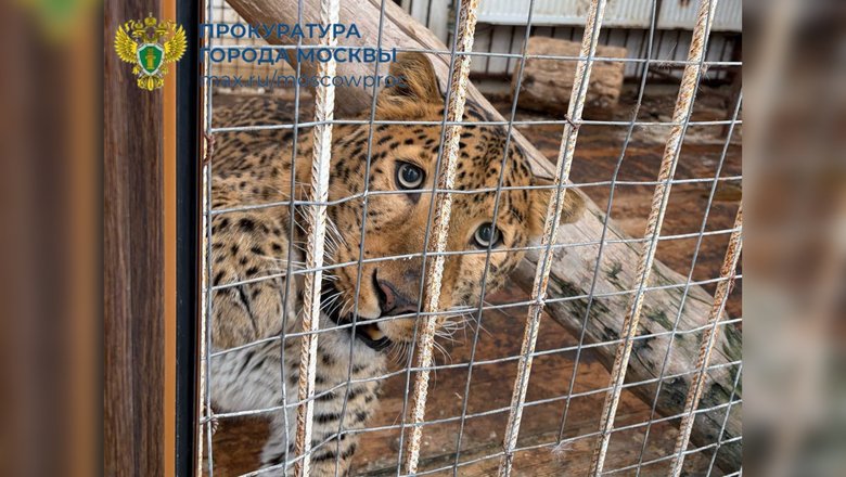 Частный зоопарк с дикими хищниками в зверских условиях нашли в московском СНТ