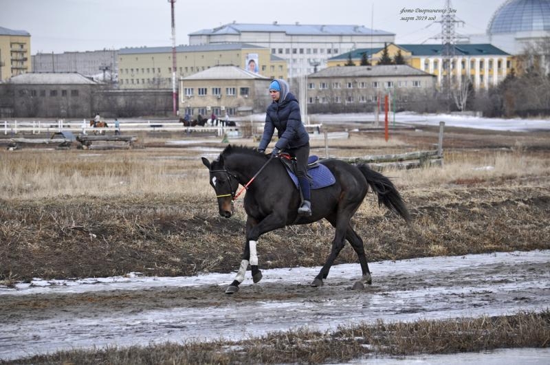 Федеральный центр отказался от продажи ипподрома в Красноярске