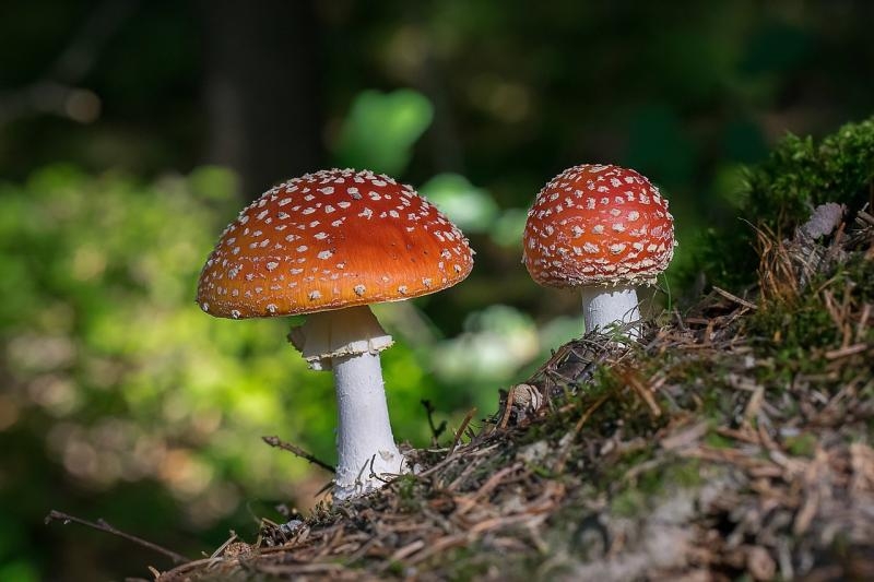 Красноярец месяц ел мухоморы и попал в больницу