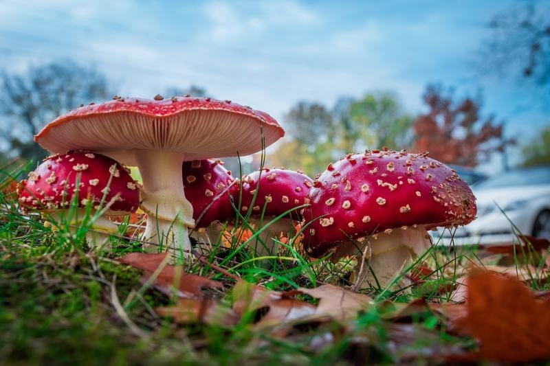 Красноярский Роспотребнадзор подал в&nbsp;суд на&nbsp;Wildberries из-за БАДов с&nbsp;мухоморами