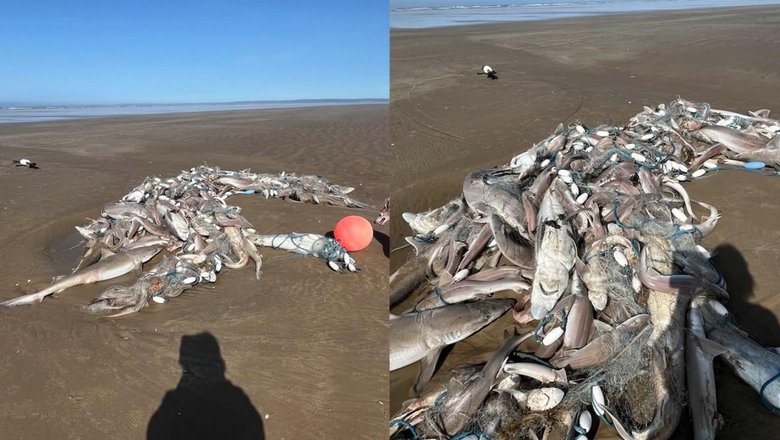 На пляжах Уэльса нашли сотни мертвых акул и морских животных