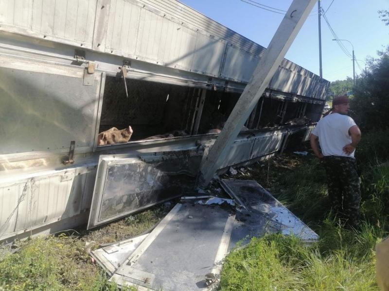 На трассе под Ачинском перевернулась фура со свиньями. Несколько животных погибли