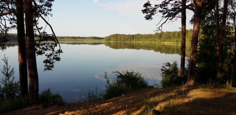 Незаконная ЛЭП в томском заказнике: &laquo;Россети&raquo; умывают руки? 