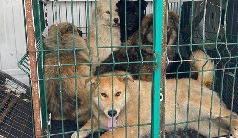 Приставы забрали 32&nbsp;собаки у&nbsp;жительницы Красноярского края 