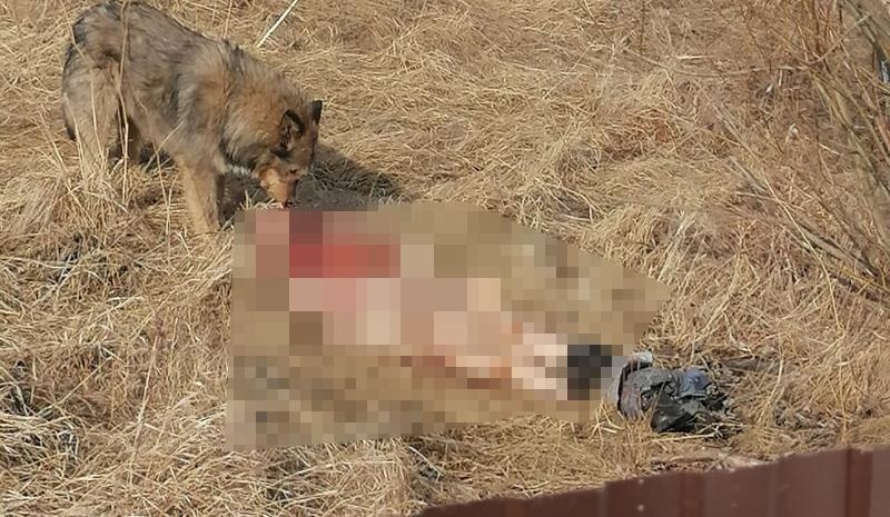 &laquo;Просто сожрали&raquo;. Под Красноярском нашли труп мужчины. Его объели собаки