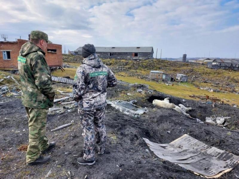 &laquo;Шансов немного&raquo;. Что случилось с&nbsp;раненым белым медведем в&nbsp;Диксоне