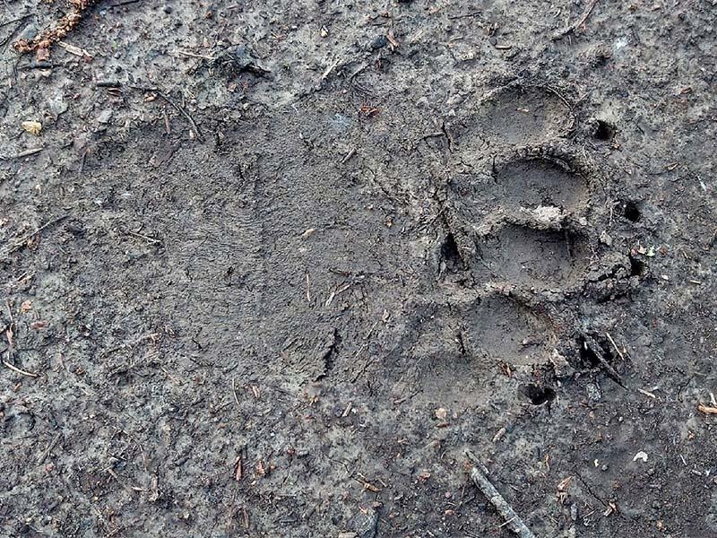 В Братске на участок у дома вышел медведь