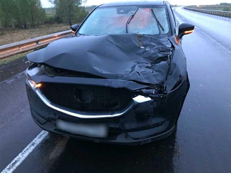 В ДТП в Нижнеудинском районе погибла лошадь