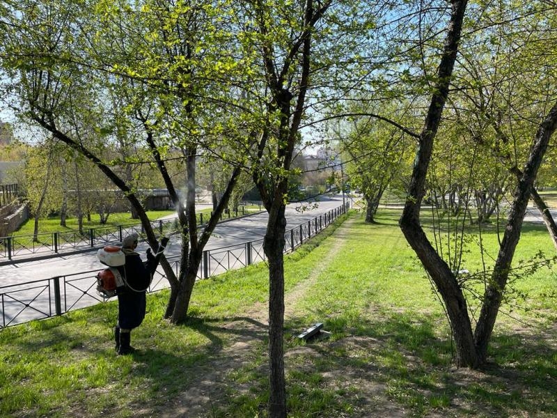 В Иркутске от горностаевой моли обработают более 54 тысяч деревьев