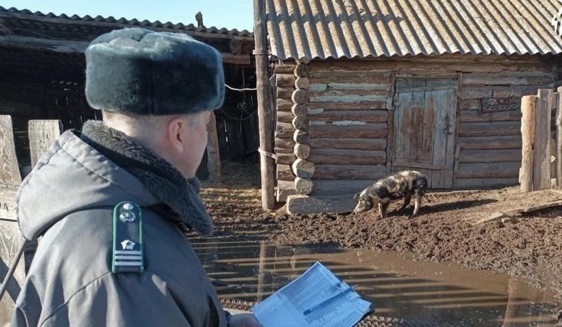В Каратузском районе проведут массовое уничтожение свиней из-за АЧС