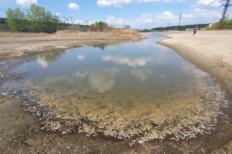 В новосибирских водоемах произошла массовая гибель рыбы