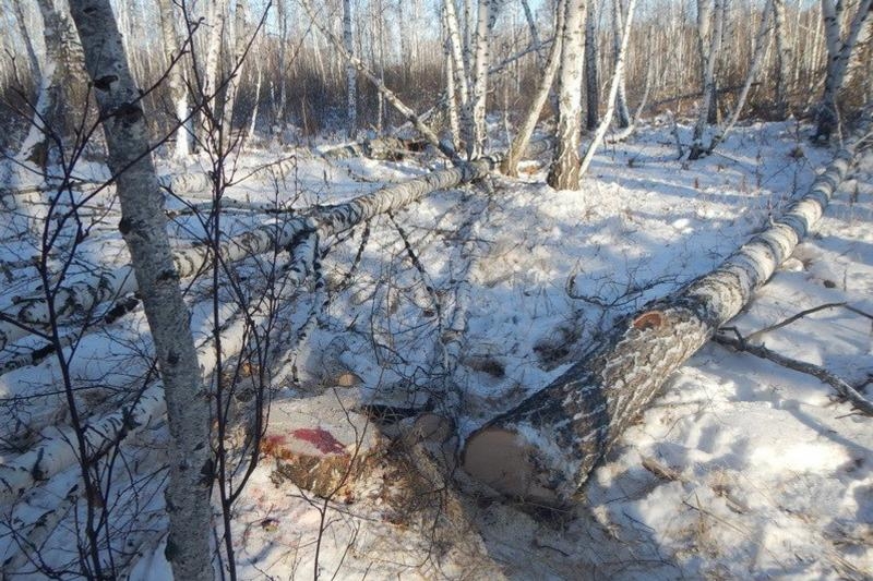 В Новосибирской области на сибиряка упало дерево. Предпринимать пойдет под суд