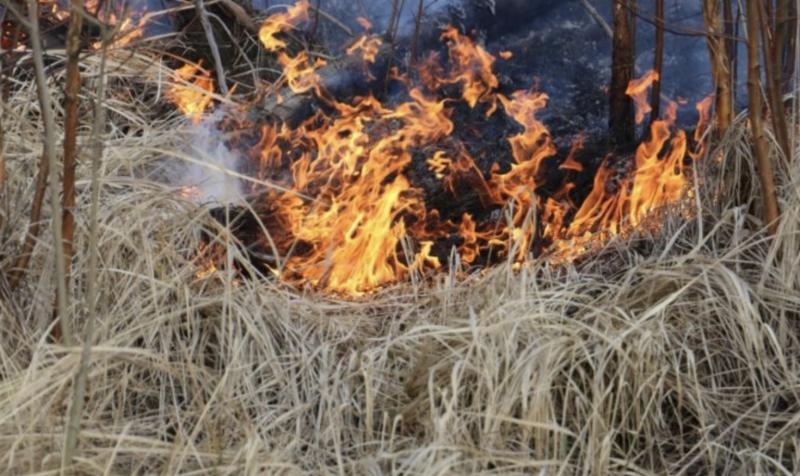В Новосибирской области возбудили 503 дела из-за пала травы