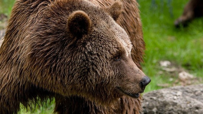 В Приангарье два человека погибли после нападения медведей