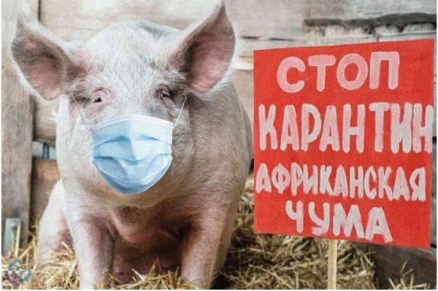 В соседнем с Томской областью ХМАО выявлен ДНК-вирус африканской чумы свиней