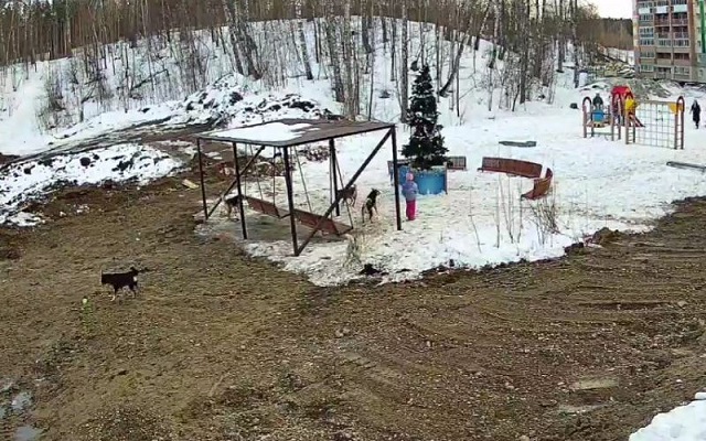 В Томске бродячая собака укусила ребёнка. Возбуждено уголовное дело 
