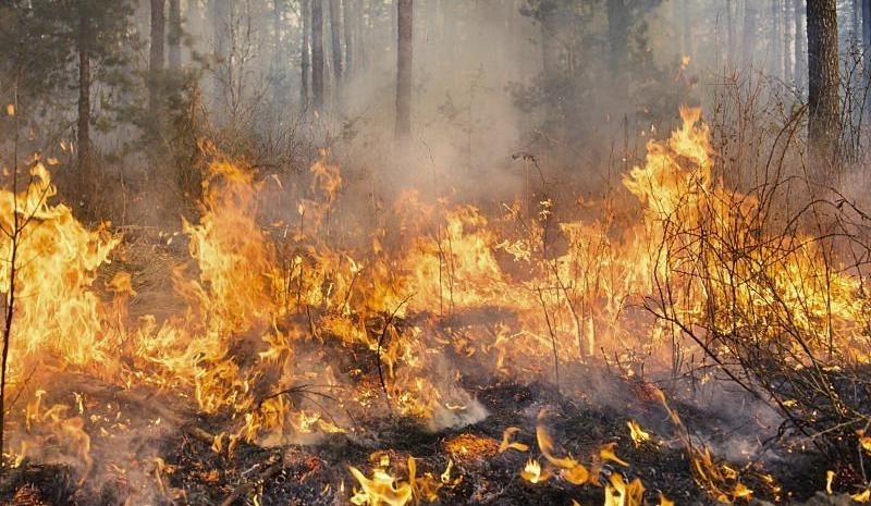 В&nbsp;Красноярском крае возбудили более 1,2 тысячи дел из-за пожаров 