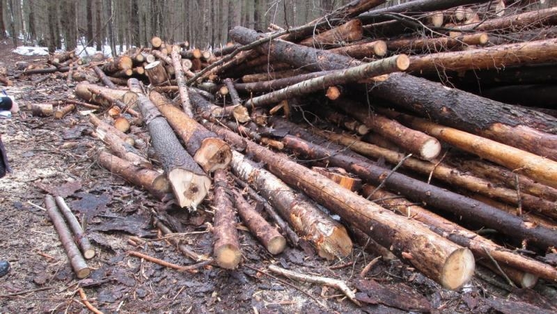 В Красноярском крае вынесли приговор за незаконную рубку леса на ₽21 миллион