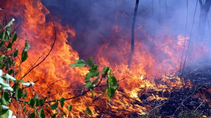 За сутки в лесах Иркутской области потушили девять пожаров