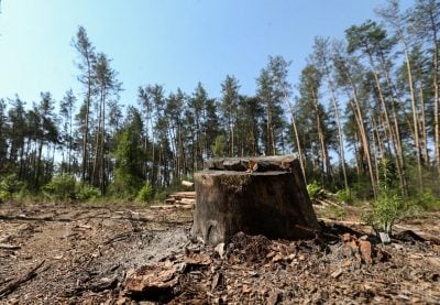 Житель Бурятии, вырубивший лес на сотни тысяч рублей, отделался &laquo;условкой&raquo;